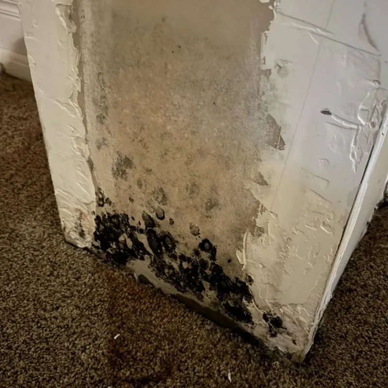 Professional Mold Removal in City of Saint Louis, MO